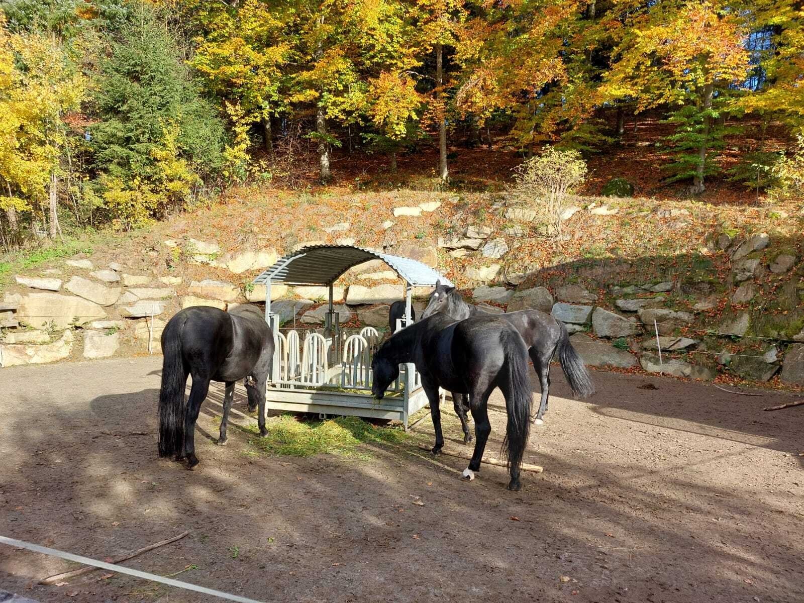 Herbstimpressionen/Futterstelle